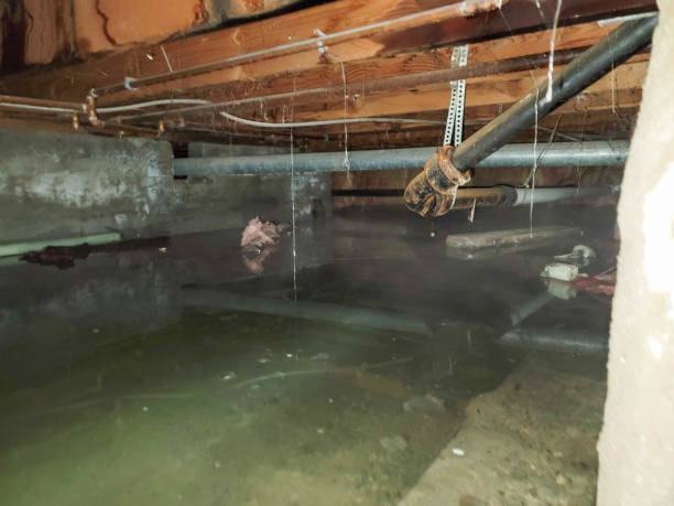 Best Flood restoration services  in Alpine, NJ